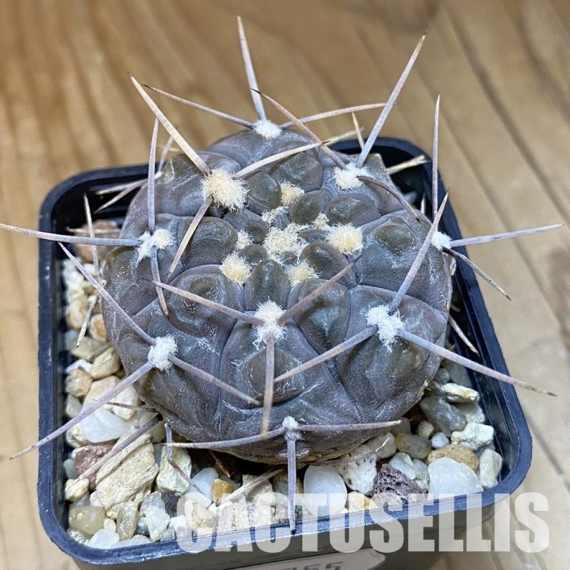 DP28755 Gymnocalycium borthii v. nogolense