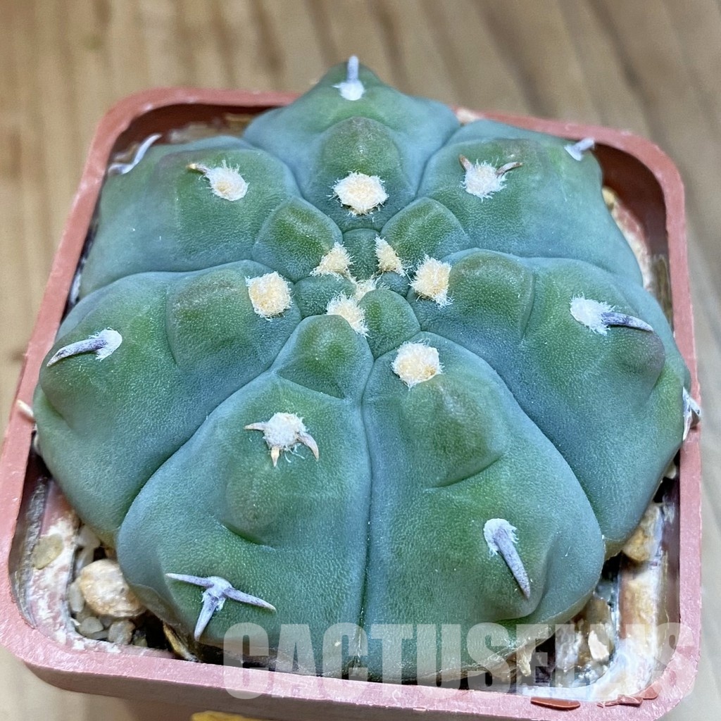 DP28756 Gymnocalycium vatteri v. unguispinum