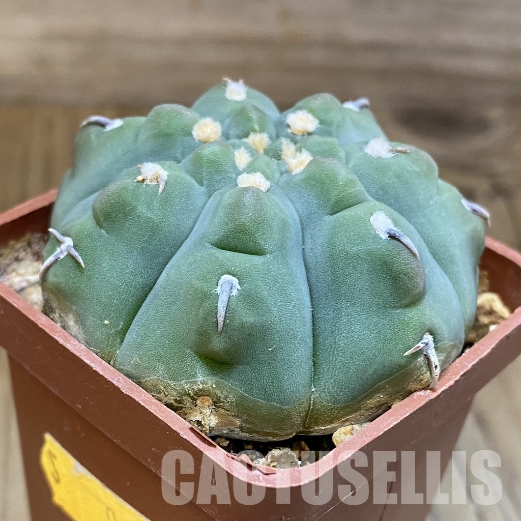 DP28756 Gymnocalycium vatteri v. unguispinum - Image 2