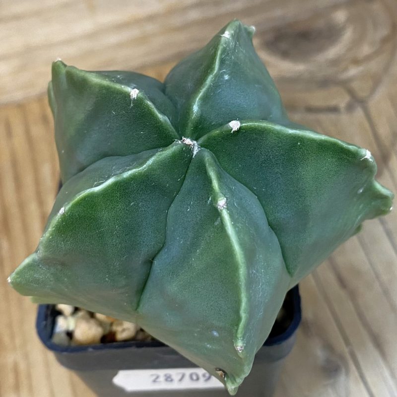 DP28709 Astrophytum myriostigma ‘Kikko’ f. nudum