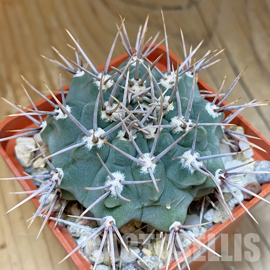DP28757 Gymnocalycium ochoterenae v. scoparium LB 383