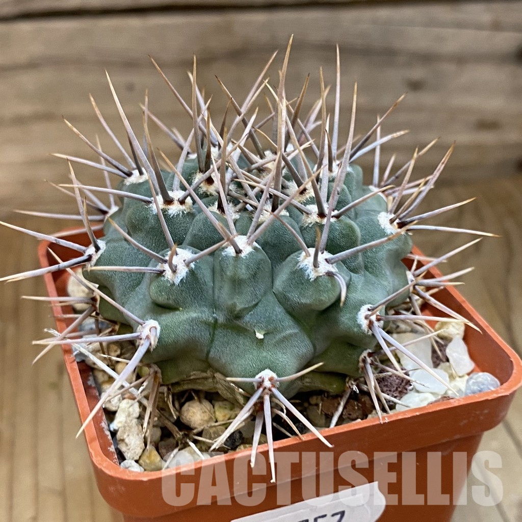 DP28757 Gymnocalycium ochoterenae v. scoparium LB 383 - Image 2