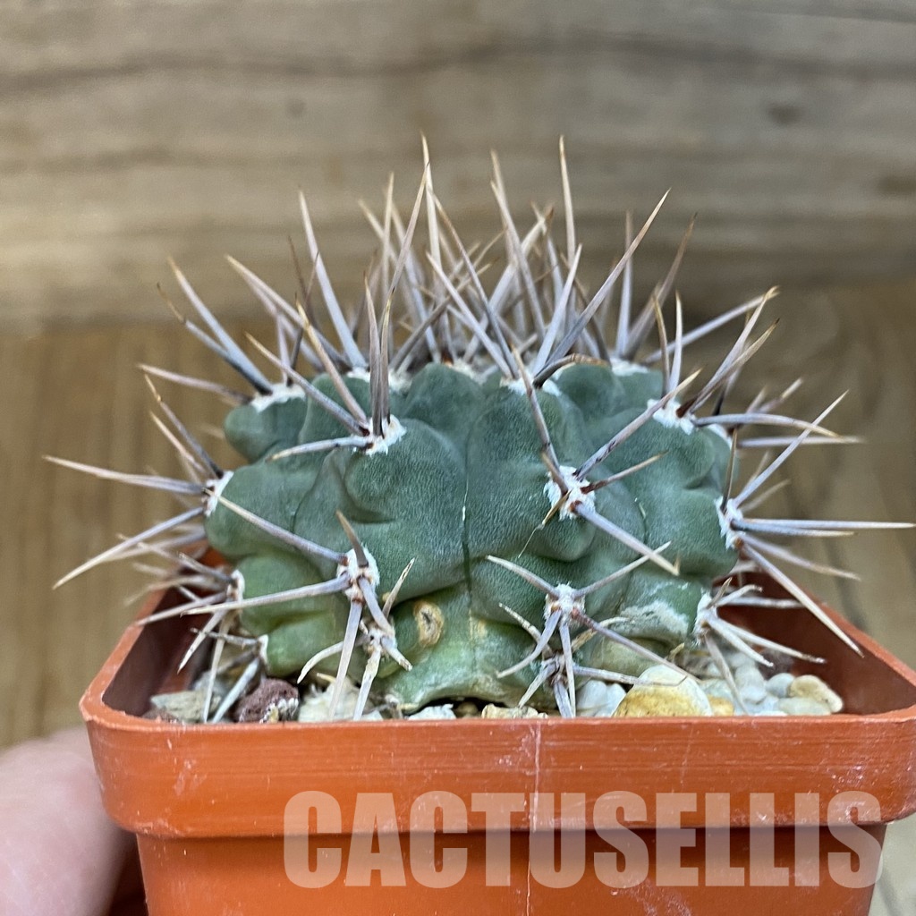 DP28757 Gymnocalycium ochoterenae v. scoparium LB 383 - Image 3