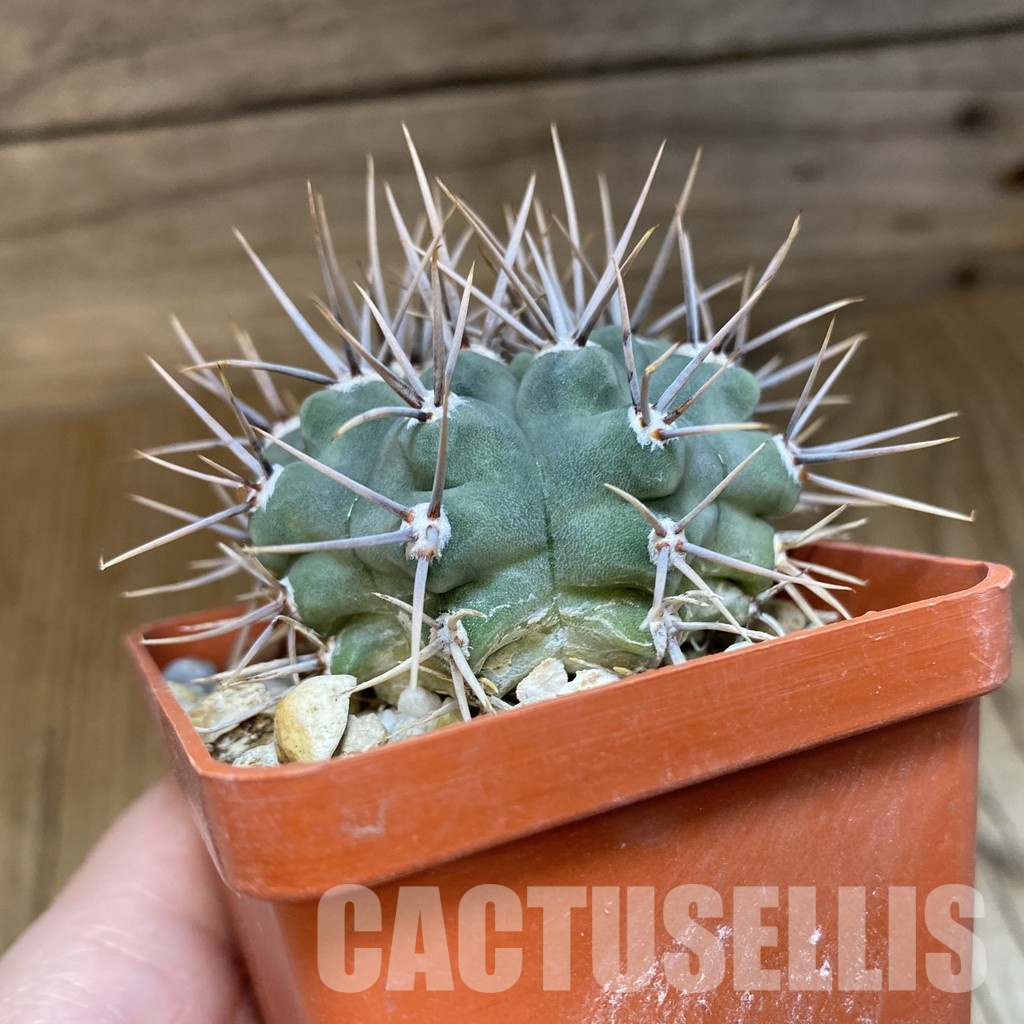 DP28757 Gymnocalycium ochoterenae v. scoparium LB 383 - Image 4