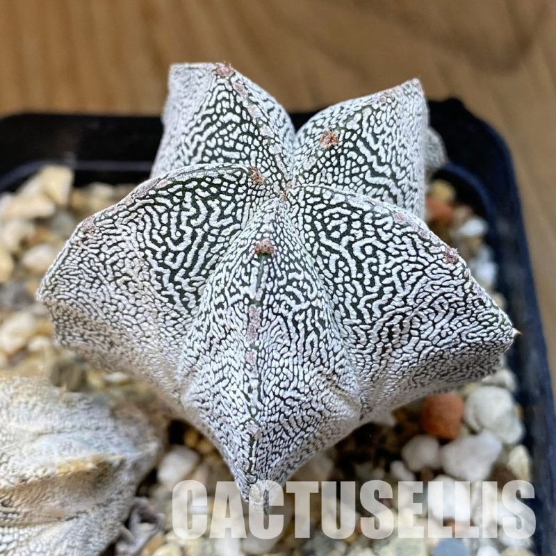 DP28758 Astrophytum myriostigma ‘Onzuka’