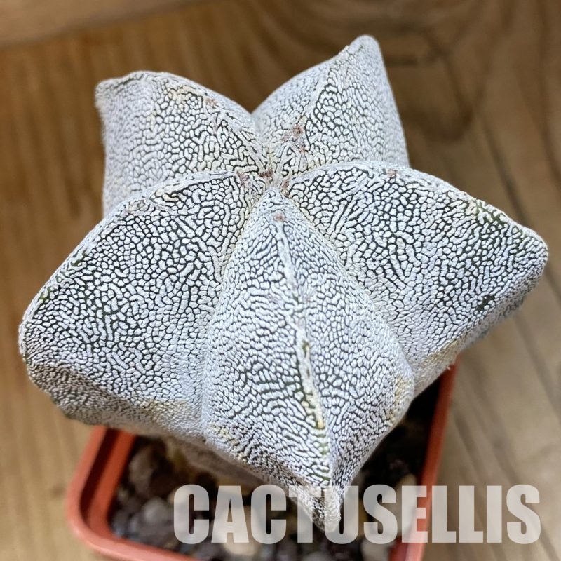 DP28759 Astrophytum myriostigma ‘Onzuka’