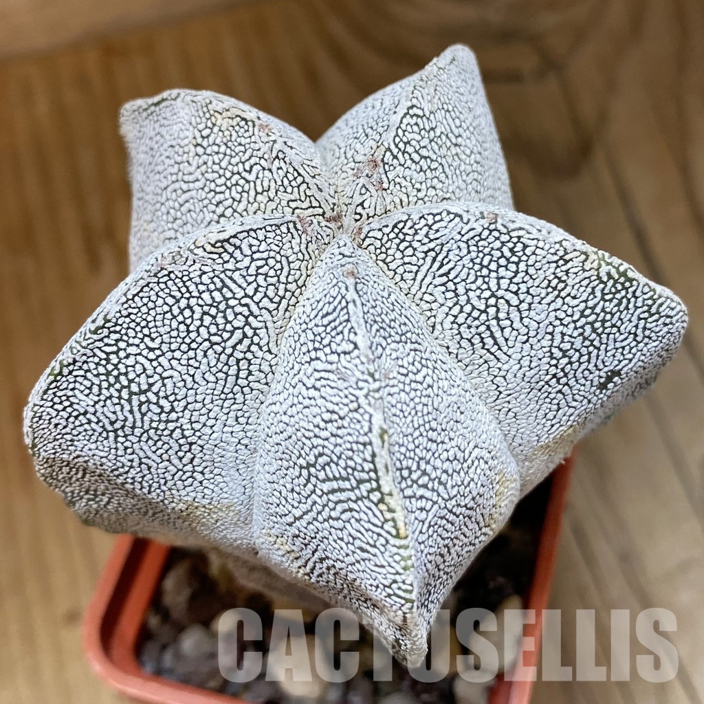 DP28759 Astrophytum myriostigma ‘Onzuka’