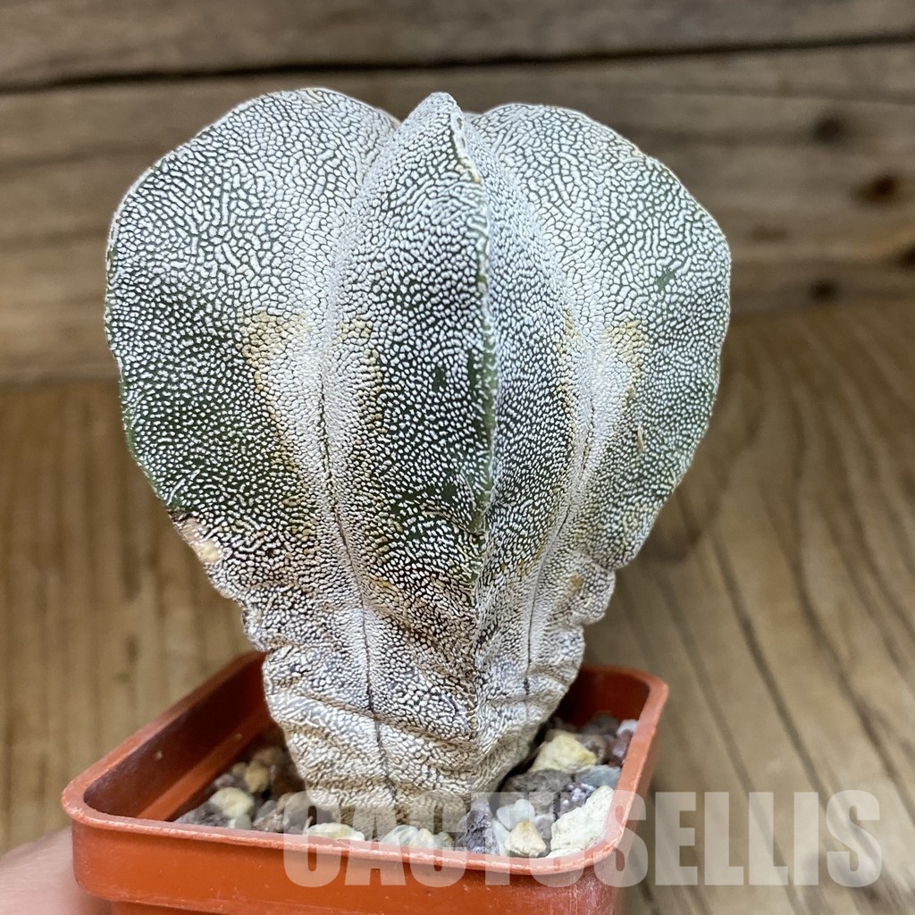 DP28759 Astrophytum myriostigma ‘Onzuka’ - Image 2