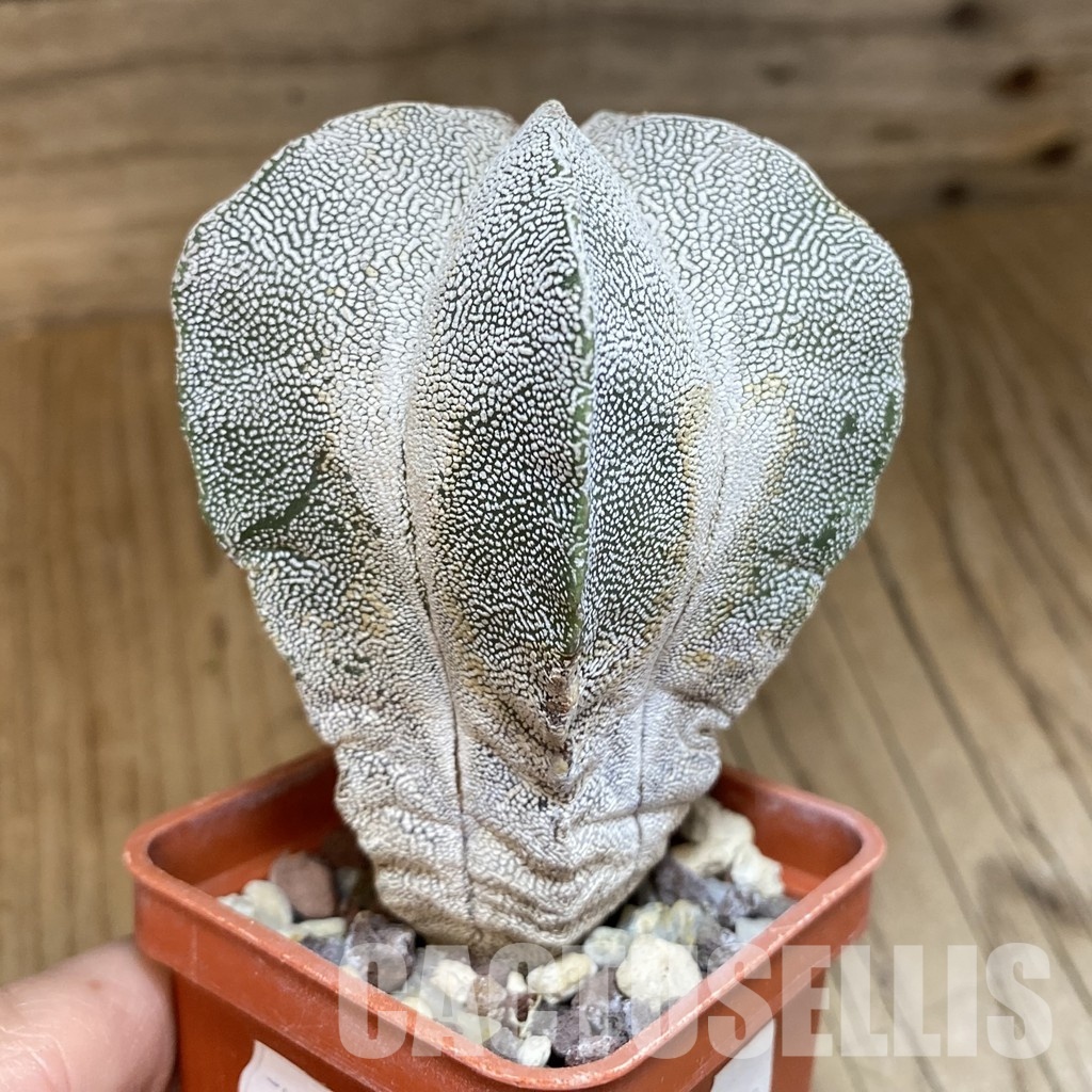 DP28759 Astrophytum myriostigma ‘Onzuka’ - Image 3