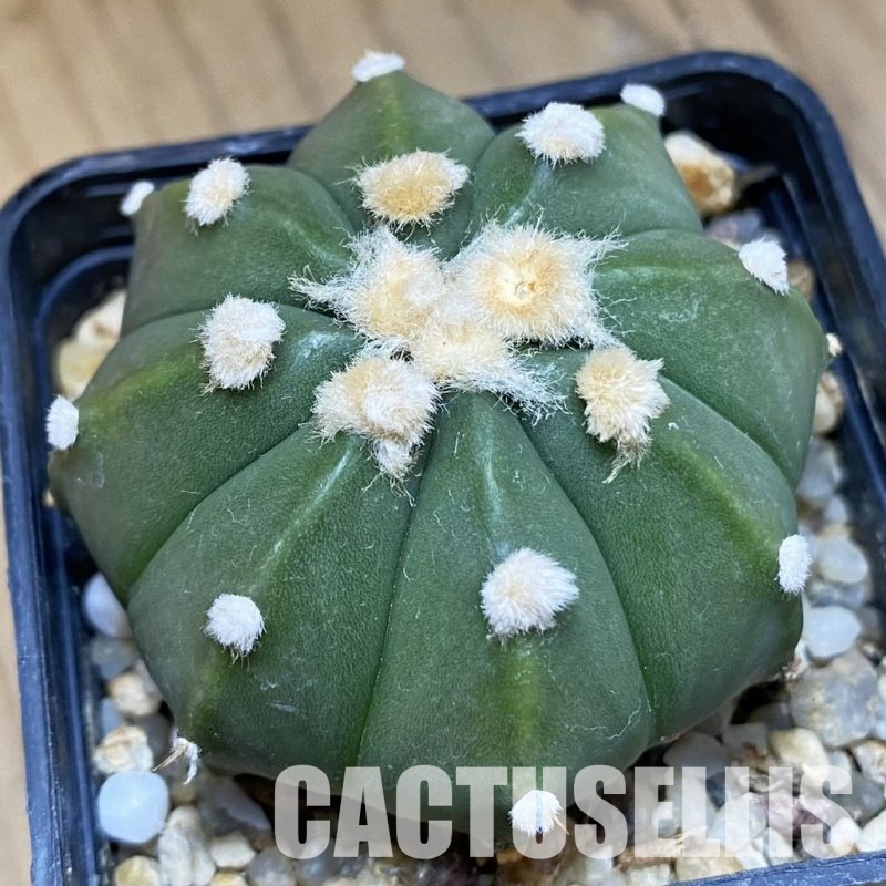 DP28760 Astrophytum asterias x senile