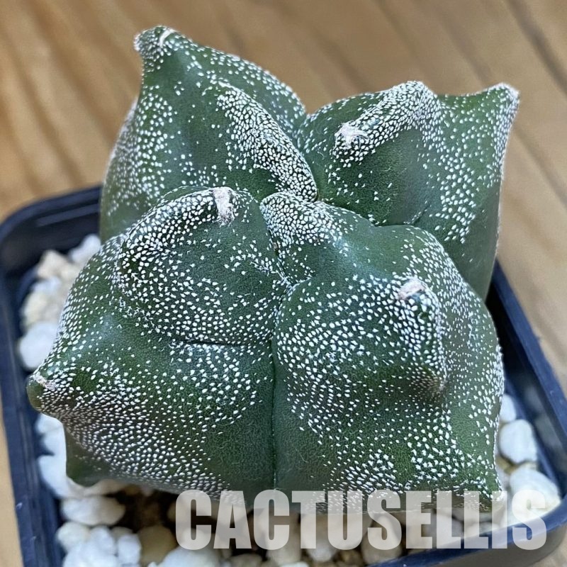 DP28761 Astrophytum myriostigma ‘Kikko’ v. quadricostatum