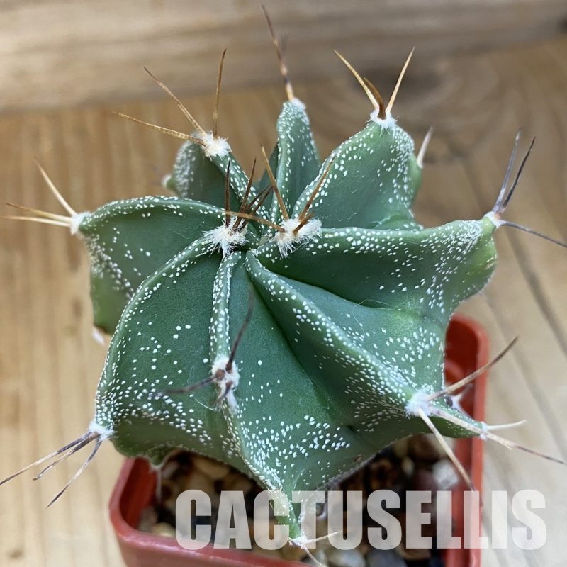 DP28762 Astrophytum ornatum hybrid