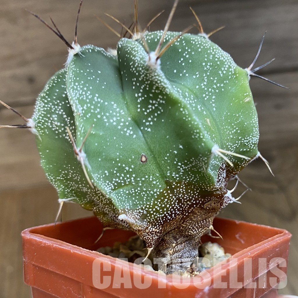 DP28762 Astrophytum ornatum hybrid - Image 4
