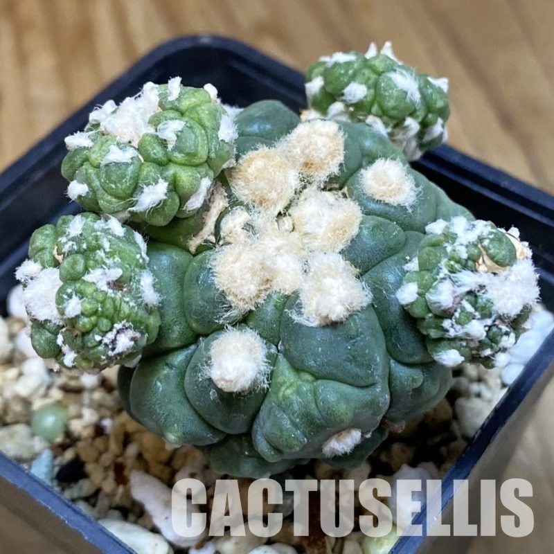 DP28763 Astrophytum asterias 'Kikko'