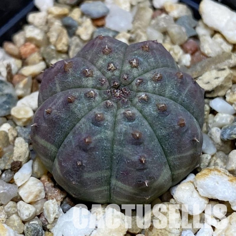 DP28764 Euphorbia obesa