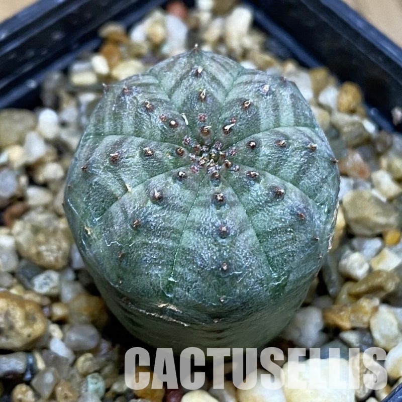 DP28765 Euphorbia obesa