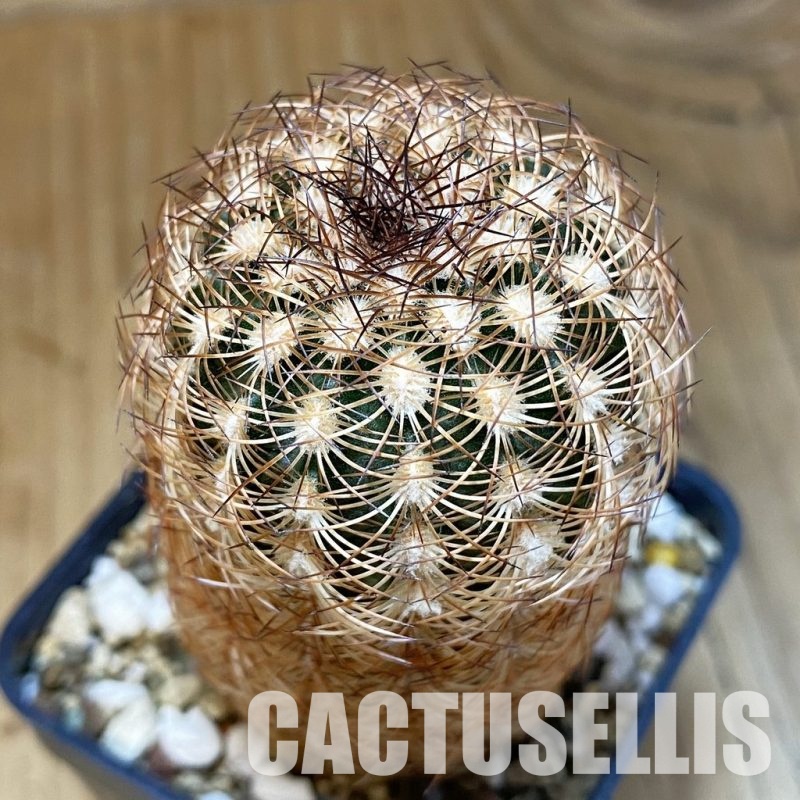 DP28766 Echinocereus reichenbachii