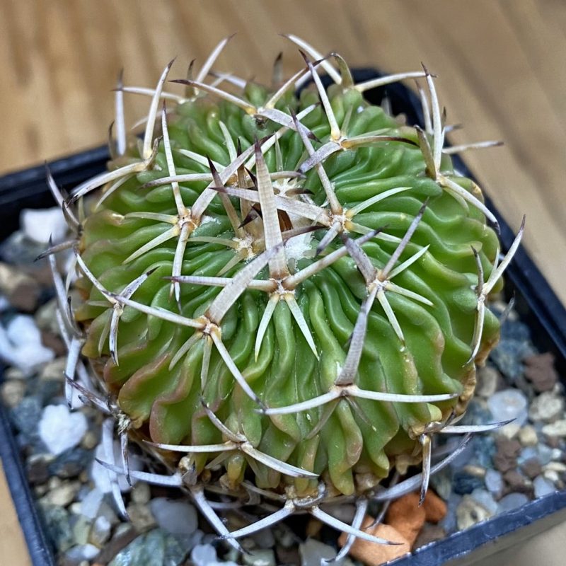 DP28715 Echinofossulocactus phyllacanthus