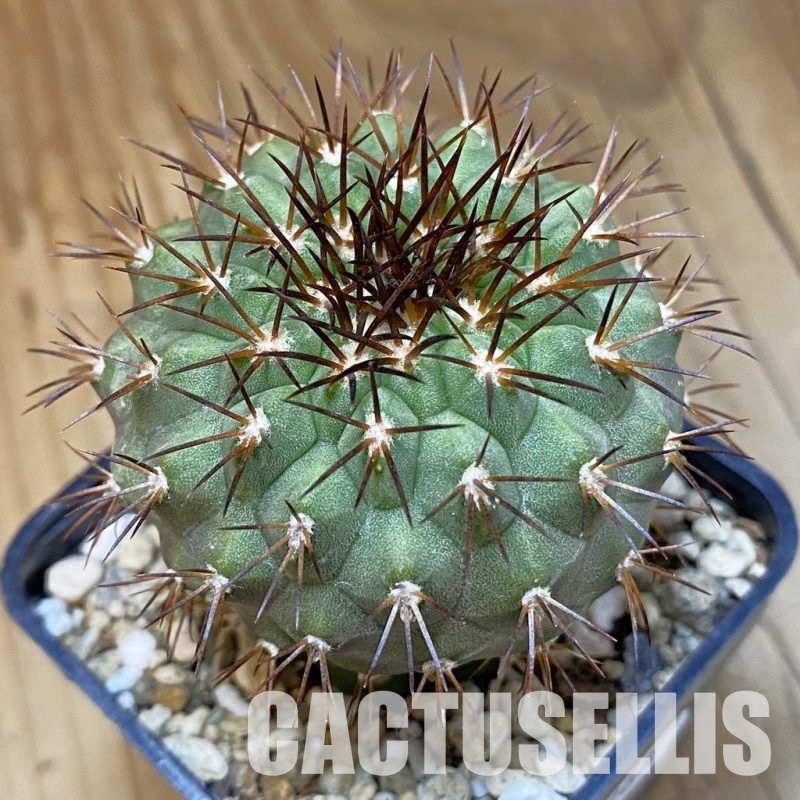 DP28768 Copiapoa longistaminea f. ‘Tigrillensis’