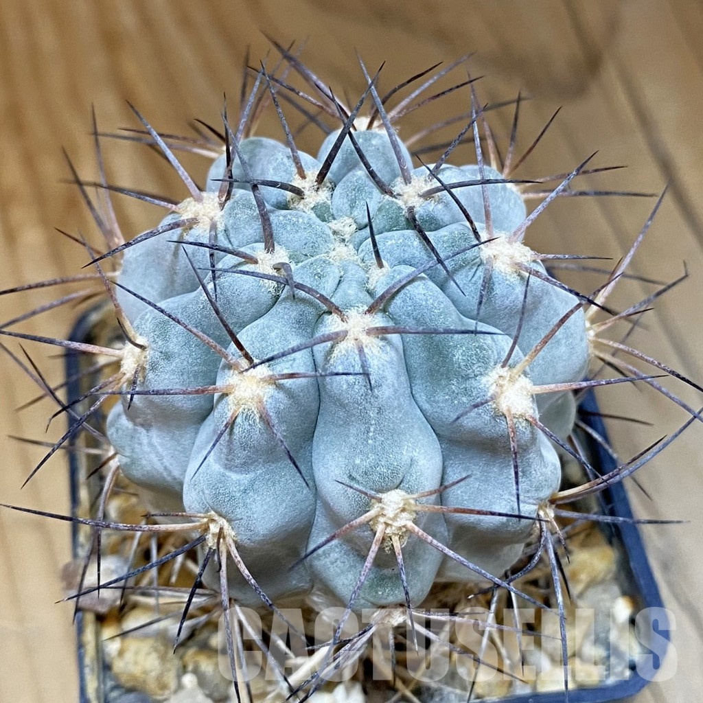 DP28769 Acanthocalycium glaucum