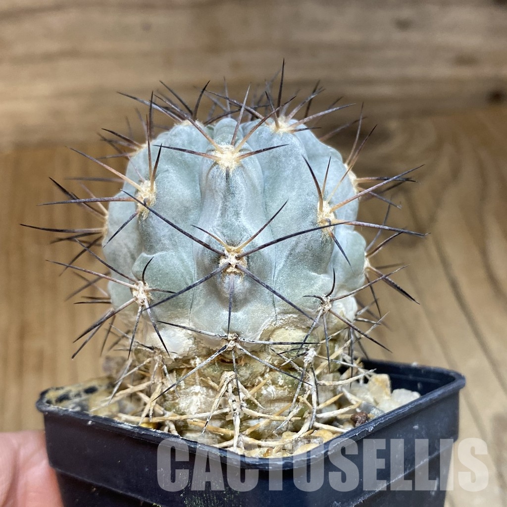 DP28769 Acanthocalycium glaucum - Image 2