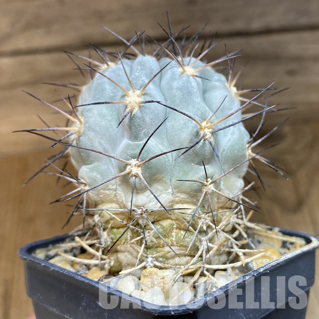 DP28769 Acanthocalycium glaucum - Image 3