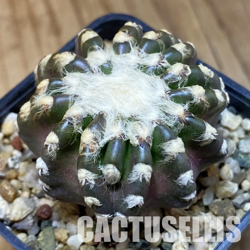 DP27770 Discocactus horstii