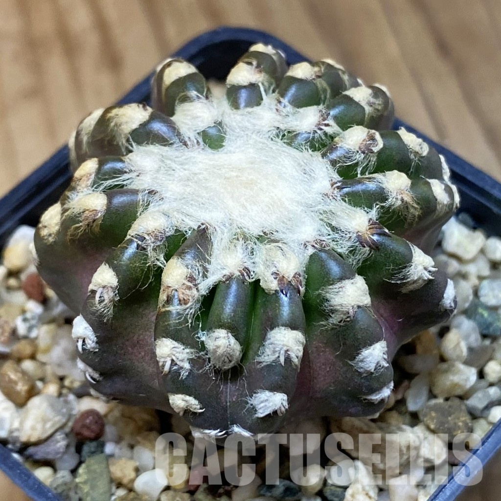 DP27770 Discocactus horstii