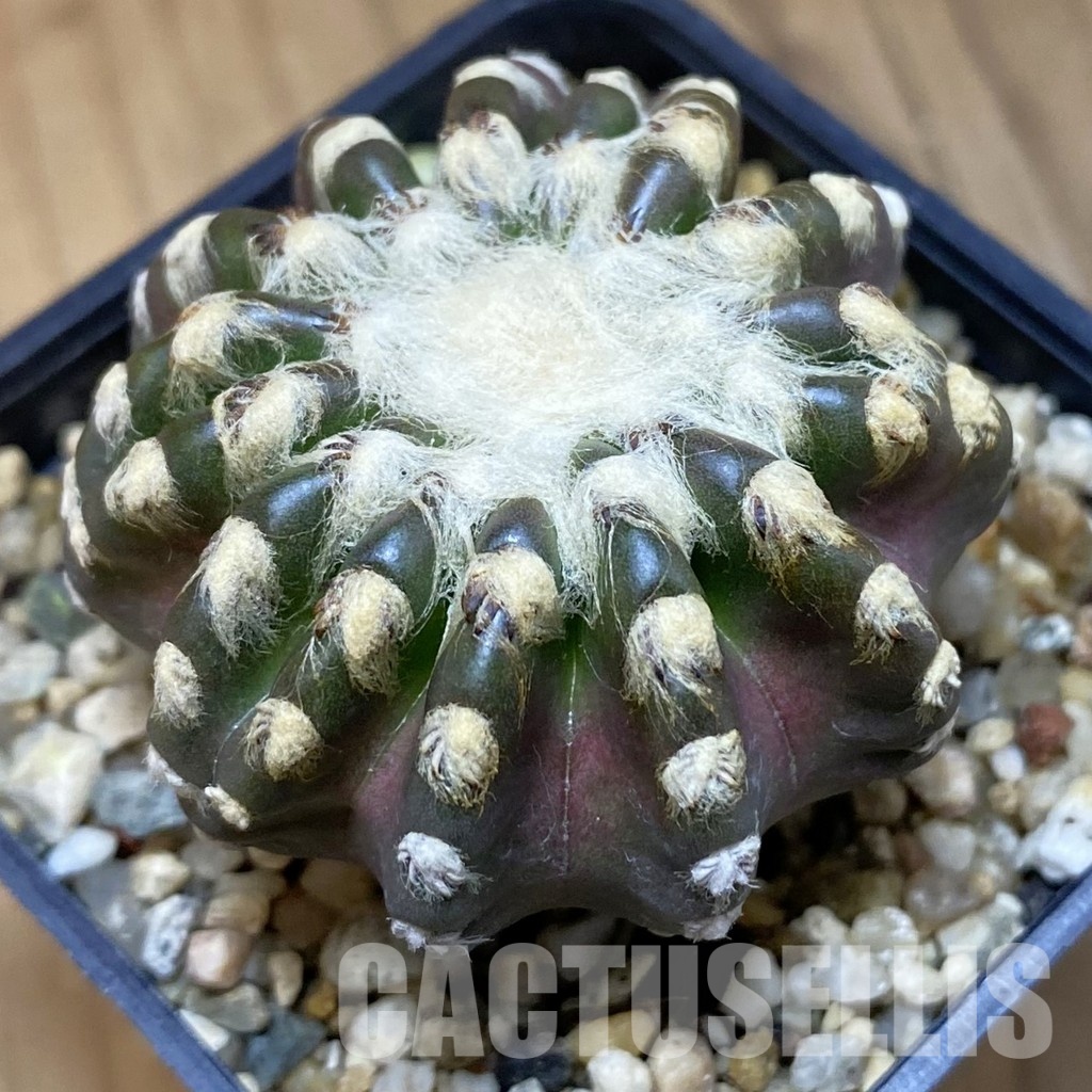 DP27770 Discocactus horstii - Image 2