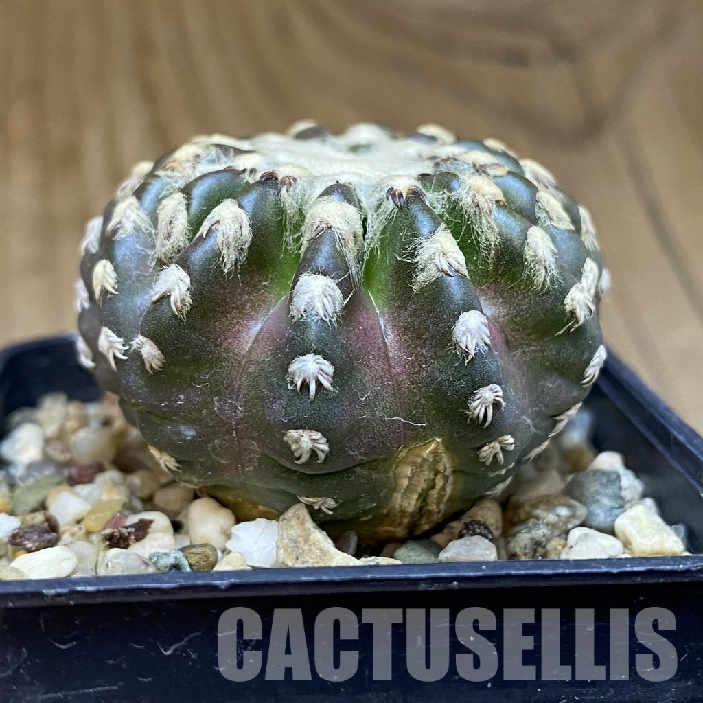 DP27770 Discocactus horstii - Image 3