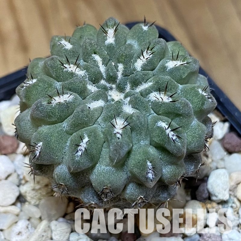 DP28772 Eriosyce heinrichiana JA 01