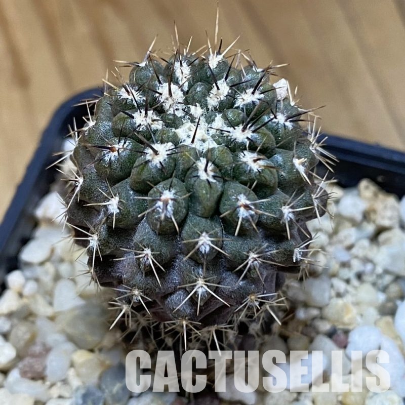 DP28773 Eriosyce heinrichiana v. setosiflora JA 128