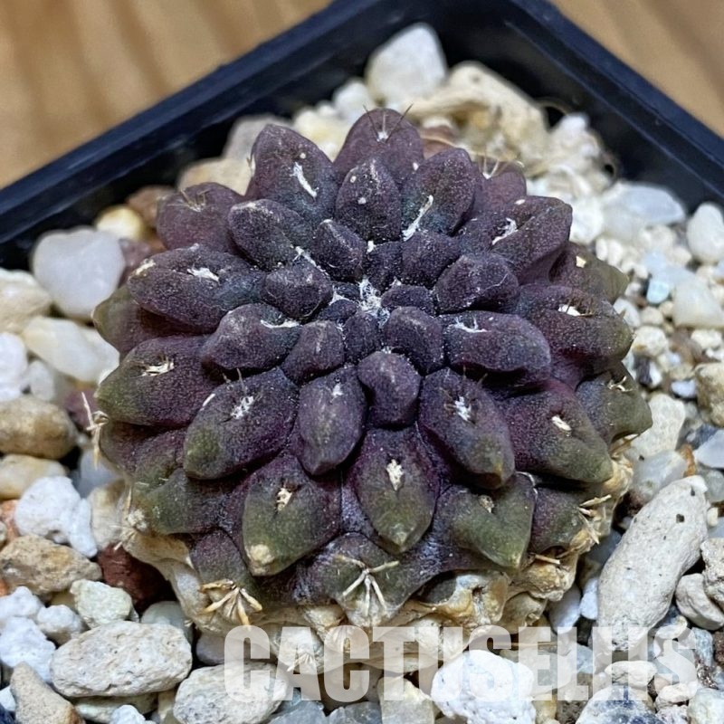 DP28774 Eriosyce occulta