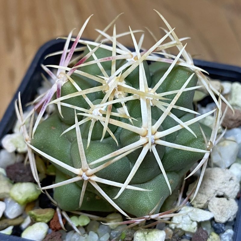 DP28716 Thelocactus hexaedrophorus
