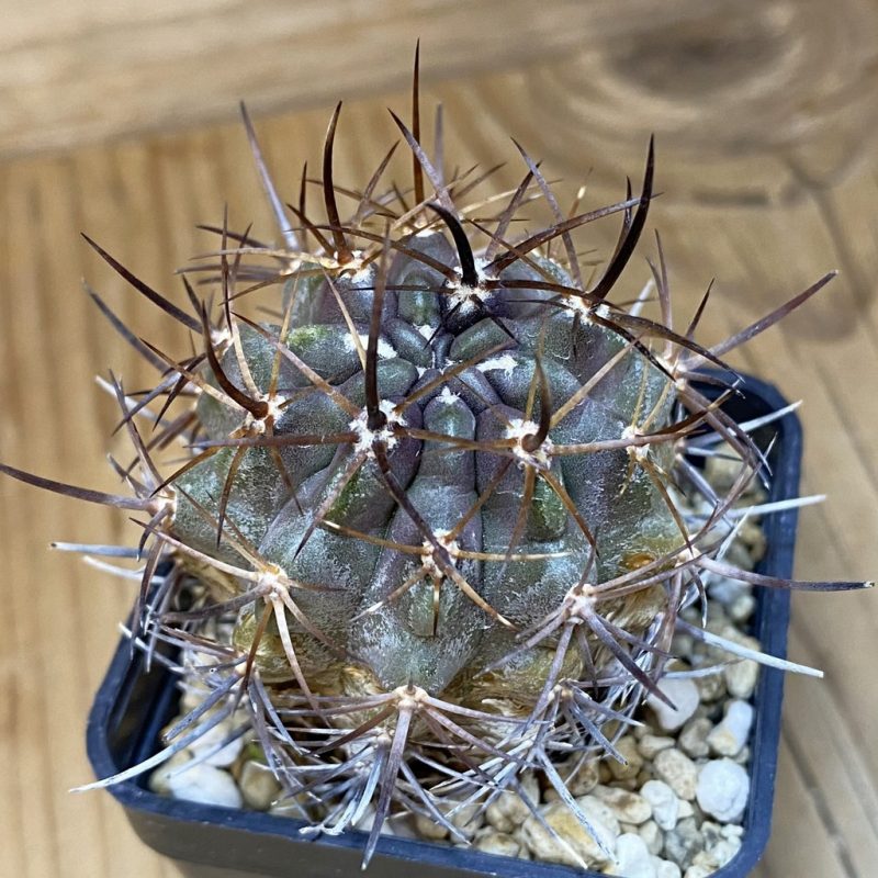 DP28717 Eriosyce curvispina