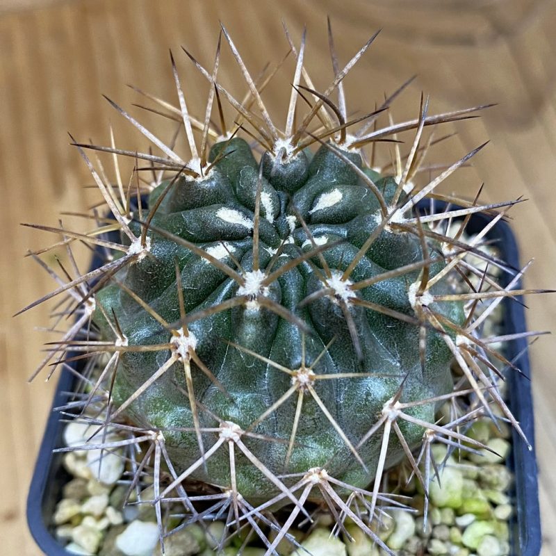 DP28718 Eriosyce curvispina