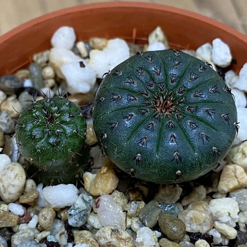 DP28719 Frailea castanea, 2 plants