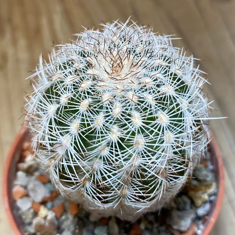 DP28721 Echinocereus reichenbachii