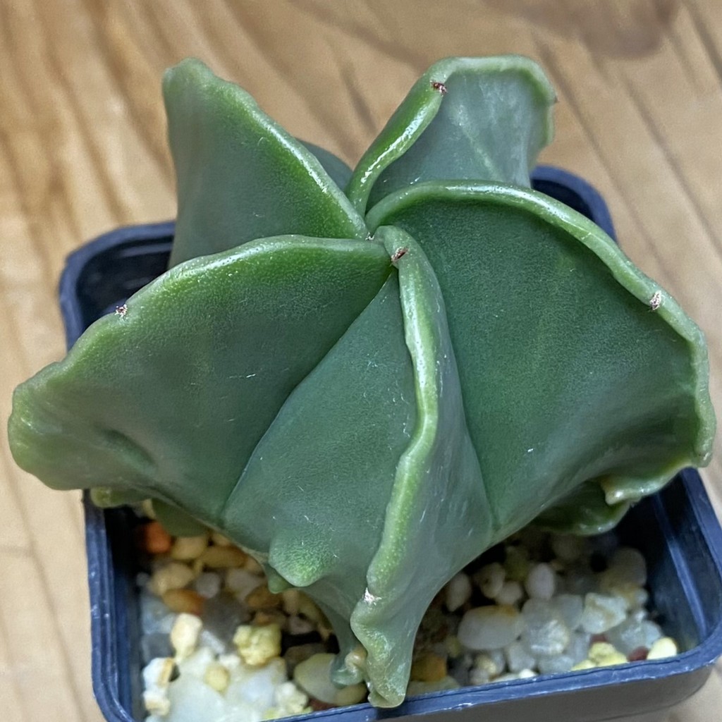 DP28710 Astrophytum myriostigma ‘Kikko’ f. nudum