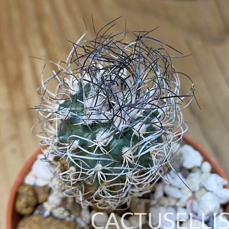 DP28724 Turbinicarpus pseudomacrochele