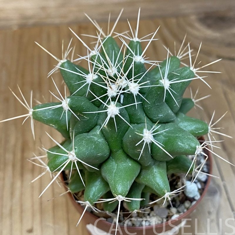 DP28725 Thelocactus conothelos v. flavus