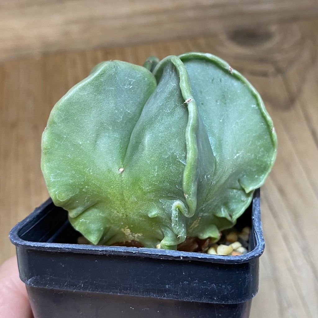 DP28710 Astrophytum myriostigma ‘Kikko’ f. nudum - Зображення 2