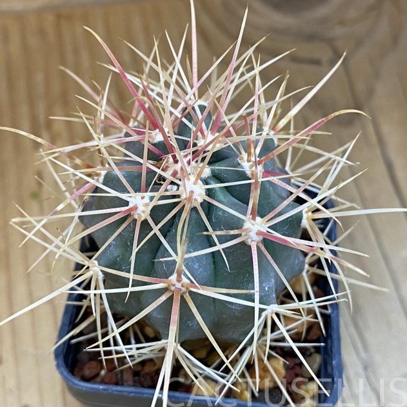 DP28726 Ferocactus gracilis