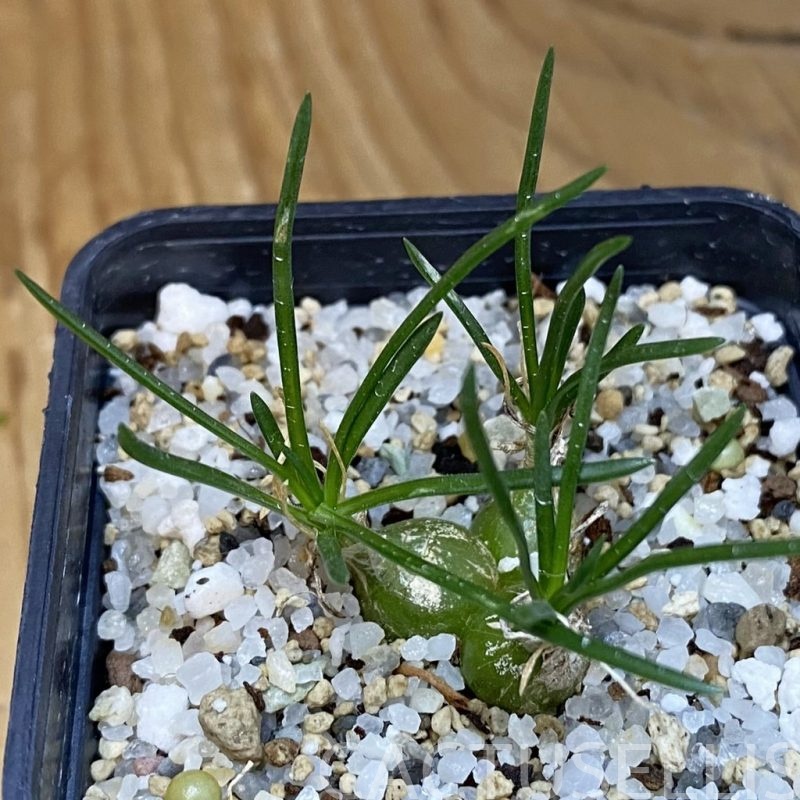 DP28727 Ornithogalum lithopsoides