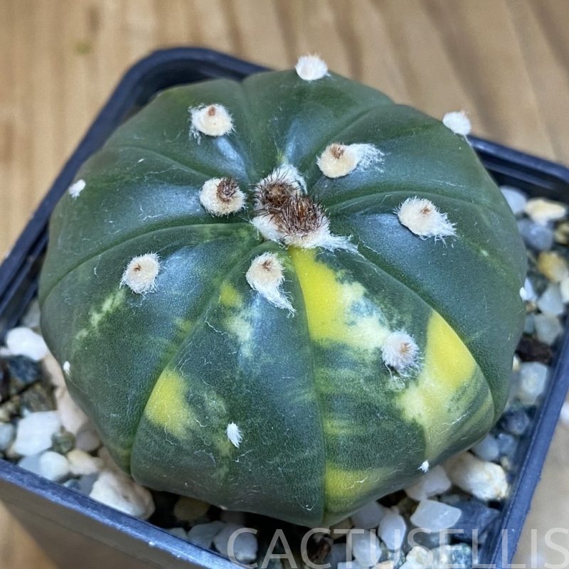 DP28728 Astrophytum asterias f. variegata