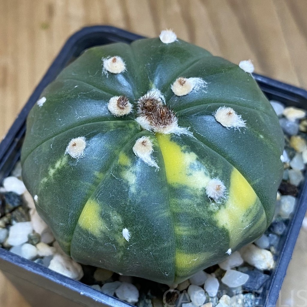 DP28728 Astrophytum asterias f. variegata