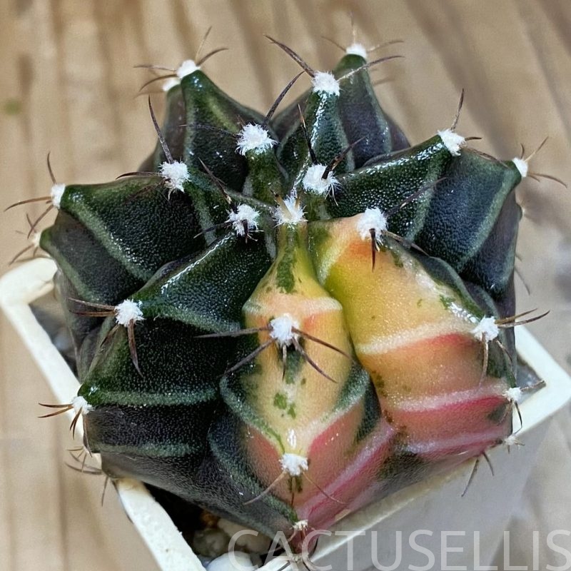 DP28730 Gymnocalycium mihanovichii f. variegata, seedling