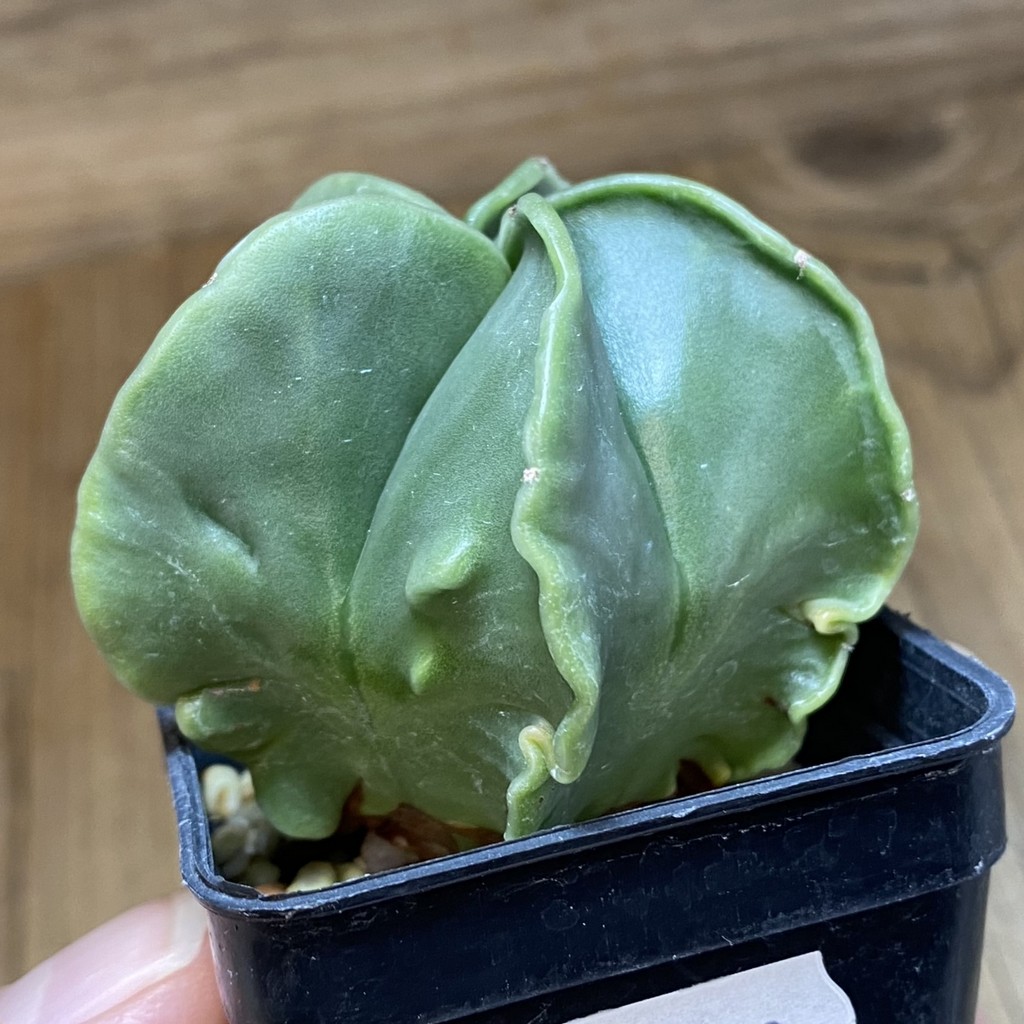 DP28710 Astrophytum myriostigma ‘Kikko’ f. nudum - Зображення 4