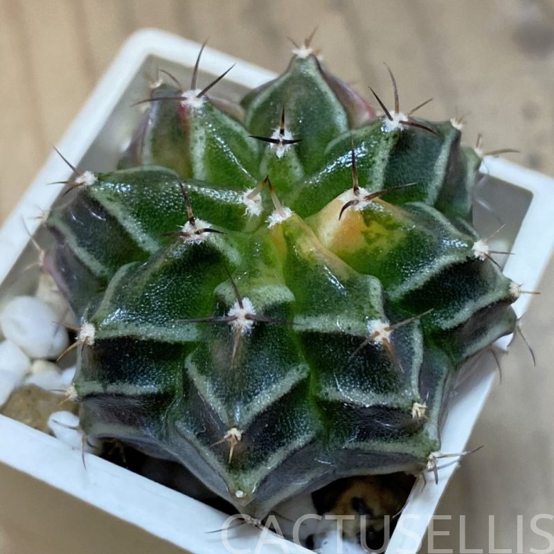 DP28731 Gymnocalycium mihanovichii f. variegata, seedling