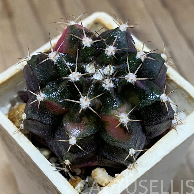 DP28732 Gymnocalycium mihanovichii f. variegata, seedling
